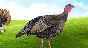 樂安縣天龍養(yǎng)殖網(wǎng)站正式上線